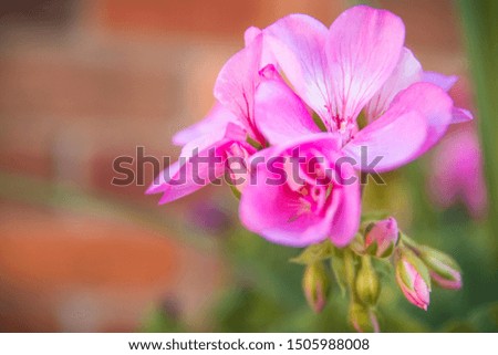 Beautiful vibrant pink flower with brick bokeh background.