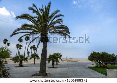 Santa Monica, California. Palm trees. The picture was taken in September 2019.