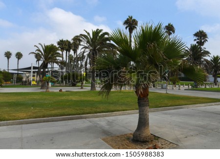 Santa Monica, California. Palm trees. The picture was taken in September 2019.