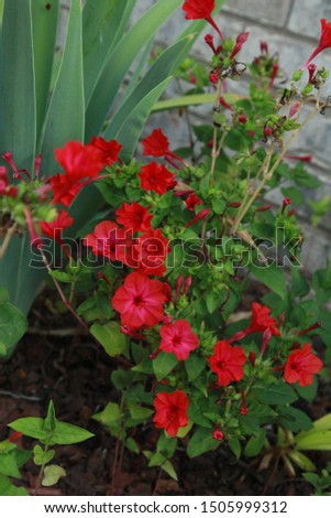 Vibrant Red Four O'Clock Flowers with Green Stems and Leaves in a Garden