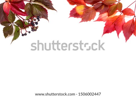 Beautiful purple autumn leaves on white isolated background. Picture for presentation design. Free space for text.