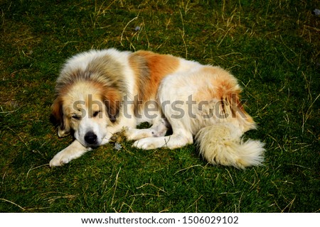 Romanian brown Mioritic Shepard Sheepdog breed sleeping.