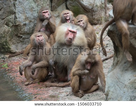 Family group of Hamadryas baboon monkeys resting with rocks as background
