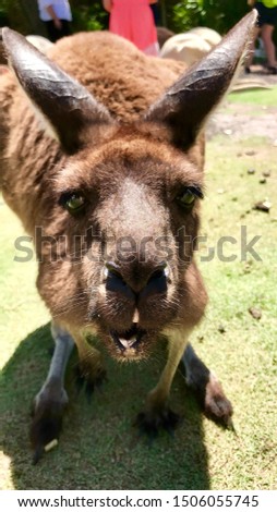 Kangaroo in Australia, Perth park