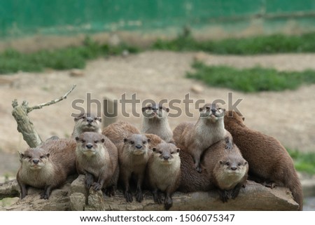 Portrait of a family of Asian small clawed otters (amblonyx cinerea) sitting on a log together and looking at the camera