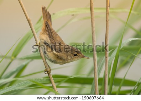 Eurasian reed warbler Royalty-Free Stock Photo #150607664