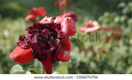Dried red roses in garden at warm sunny summer day with green trees and greenery forest landscape. Amazing view of bright vibrant beautiful flower leaf wallpaper concept, colorful background.