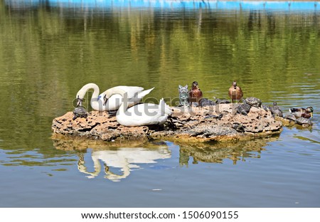 Swans rest on stone with ducks and turtles.