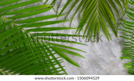 Green tropical background with palm leaves on concrete floor. Tree leafs texture for decoration. Natural.