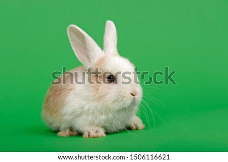 Dutch rabbit on green background