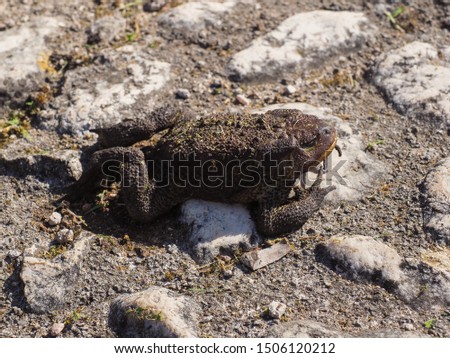Dark brown common toad or European toad close up. Is an amphibian with wart-like lumps on a skin, in the family Bufonidae, found throughout most of Europe. Sleeping or dead frog on the sidewalk stone.