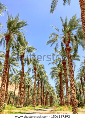 Palm Trees in the Negev, Israel