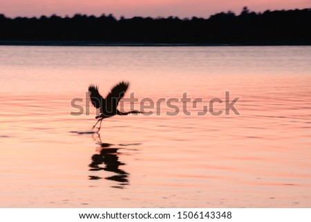 Dreamy image of a great heron taking off over a lake, leaving reflections in the water. Pink color from the sunset.