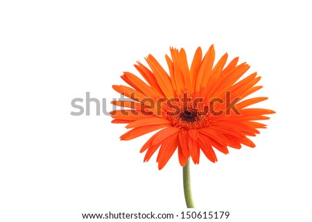 Orange gerbera flower isolated in white background