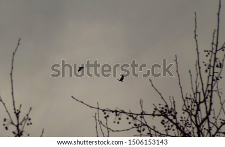 Black crows soar over the forest in cloudy weather. Black and white photo of crows against a gray sky. Non-color image of a tree with a pair of crows in the sky.