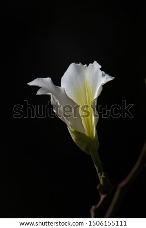 Selective Focus on Delicate White Flower on black background. Bauhinia alba - White Orchid Tree.