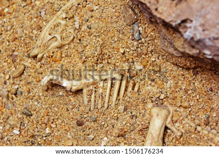Dinosaur fossil for background Simulated Biology pictures