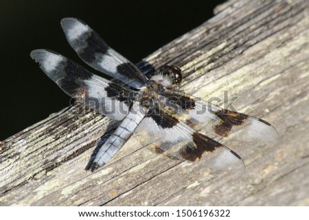 twelve-spotted skimmer (Libellula pulchella) dragon fly