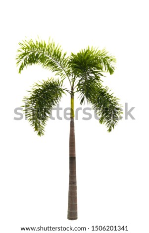 Trees on isolated white backgrounds and clipping path