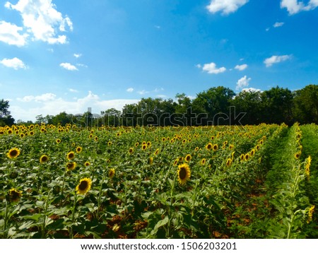 Field of sunflowers on a bright, sunny, summer day.