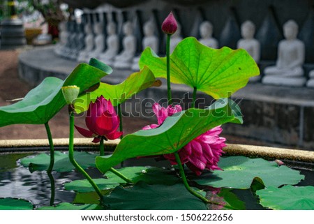 
A beautiful lotus flower in a pot with a Buddha amulet