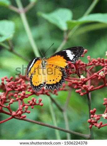 Cheerful butterfly On red flowers, blurred background