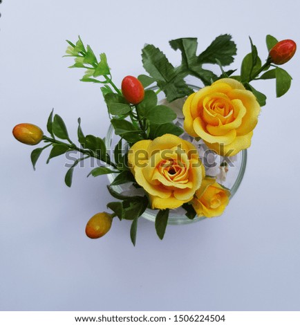 Closeup of cotton blooming yellow roses with red and yellow-orange seeds with green leaves in a vase.Beauty of flowers concept.