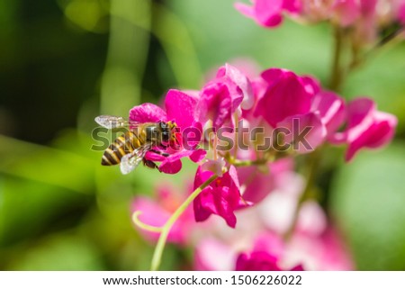 little bee on mexican Creeper flower