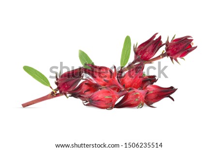 fresh hibiscus sabdariffa or roselle isolated on white background