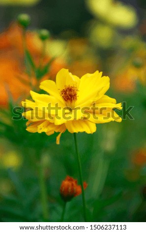 Close-up of yellow flowers Soft blur background