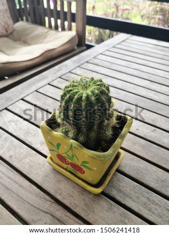 cute cactus in the pot.