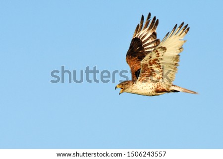A Ferruginous Hawk calls as it flies over the Colorado prairie.  