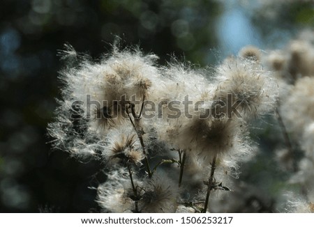 flowers with dried seeds of thistle
