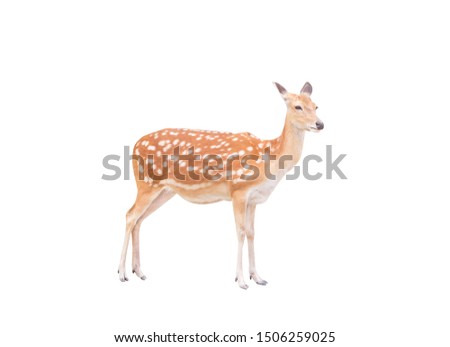 Young dear standing isolated on white background with clipping path Royalty-Free Stock Photo #1506259025