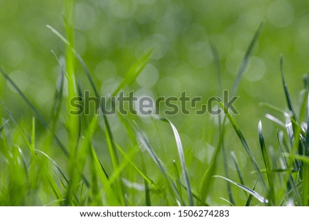 green fresh bright grass in summer spring