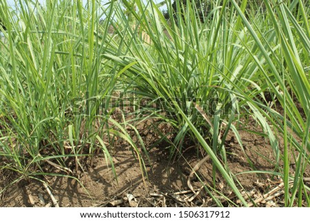 In the picture looks sugar cane plants that are several months old. The government cultivates these plants to  sufficient National sugar needs. 