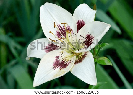Beautiful white closeup lily o n a nature green background