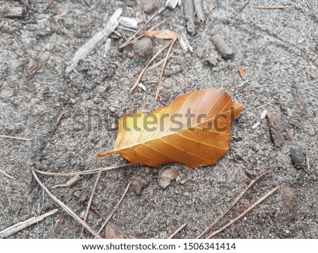 Fagus Sylvatica L. Beech leaf