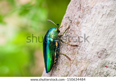 Metallic wood-boring beetle on tree