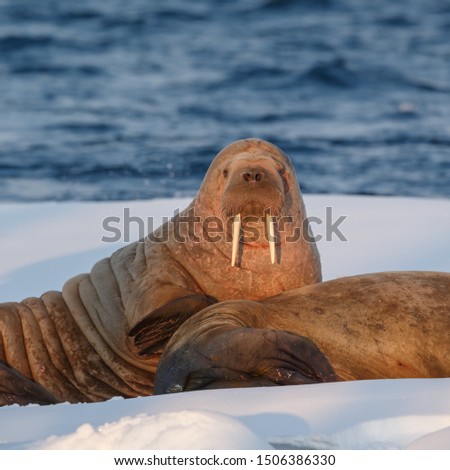 Walruses (Odobenus rosmarus) on a piece of ice at Spitsbergen in evening light 