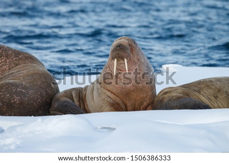Walruses (Odobenus rosmarus) on a piece of ice at Spitsbergen in evening light 