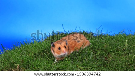 brown hamster close-up on the grass