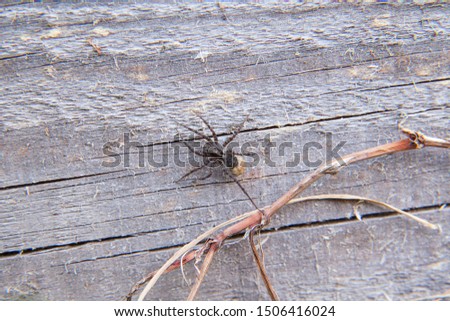 Macro shot of small grey spider on wooden background. Tiny / Small little spider landing on vintage wooden background.
