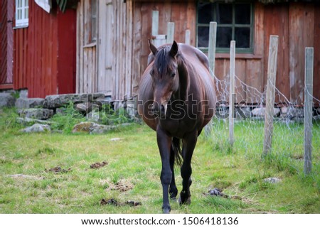 Wildlife in Norway. Scandinavian fjord beautiful horses on pasture eat grass on field in summer rainy weather.