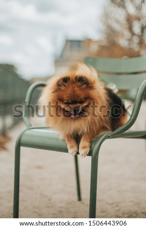Little fluffy pomeranian dog in the Park in Paris in France