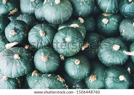 Autumn harvest colorful pumpkins and squashes in different varieties at farm market or seasonal festival. Background of decorative fall and winter squashes