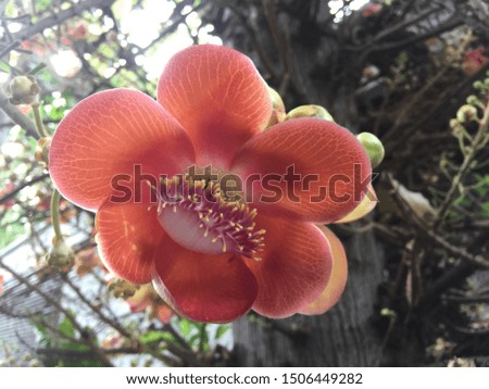 This picture is a picture of the Indian flower on the tree.
