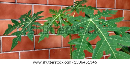 The papaya is a small, sparsely branched tree, usually with a single stem growing from 5 to 10 m (16 to 33 ft) tall, with spirally arranged leaves confined to the top of the trunk. The lower trunk is 