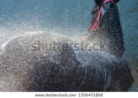 horse, washing and chilling with water