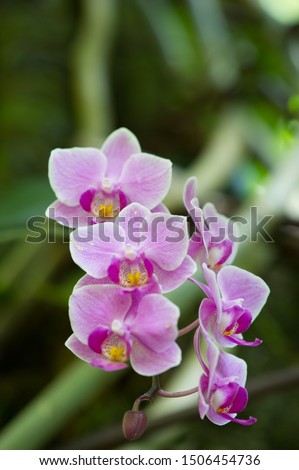 Violet orchids, flower detail in spring. Royalty-Free Stock Photo #1506454736